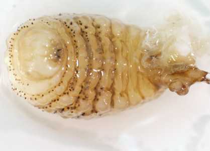 Figure C