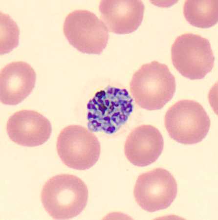 Figure C