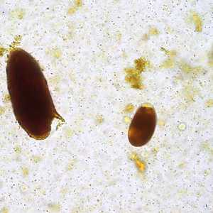 Figure C