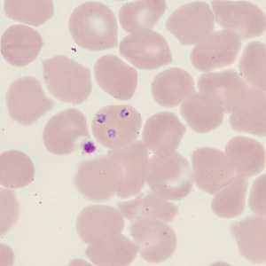 Figure C
