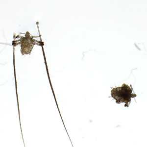 parasitic image