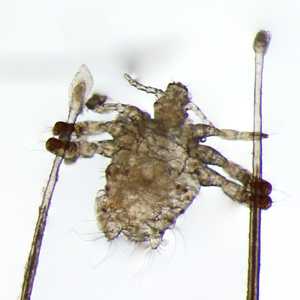 parasitic image