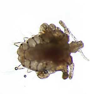 parasitic image