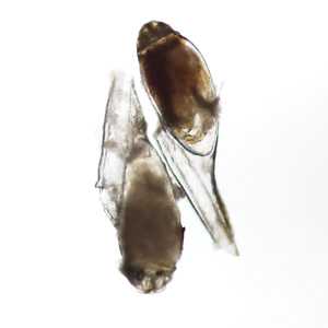 parasitic image
