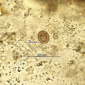 Case Study image