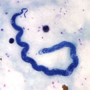 Figure C