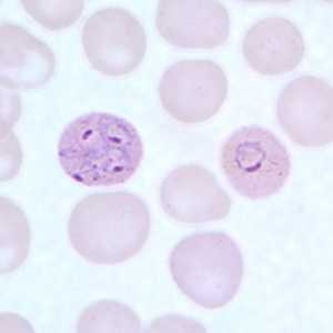 	Figure C