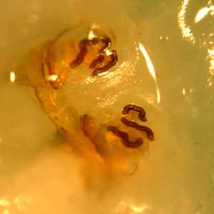 Figure D
