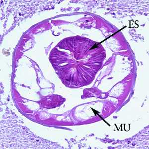 Figure C