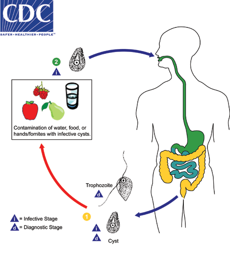 lifecycle