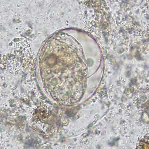 Figure C