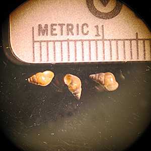 Figure C
