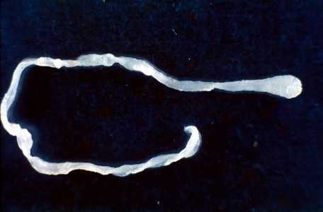 Figure D