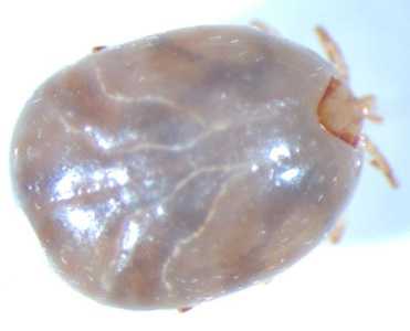 Figure D