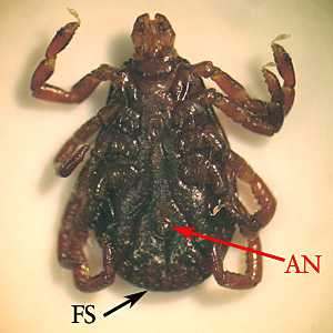 Figure D