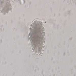 Figure C
