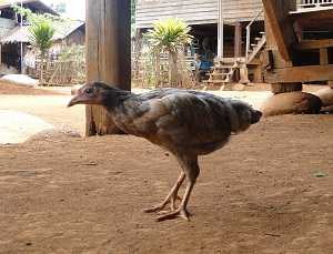 Avian influenza refers to the disease caused by infection with avian (bird) influenza (flu) Type A viruses.