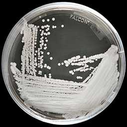 Strain of Candida auris