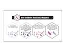 This graphic shows the step-by-step process of how antibiotic resistant bacteria develop.