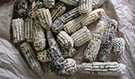 Aflatoxin on corn