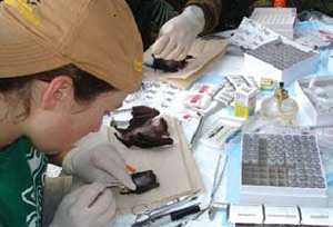 As part of the One Health Initiative, scientists working in collaboration with the Global Disease Detection Center in Thailand are investigating bats as a potential reservoir for human pathogens.