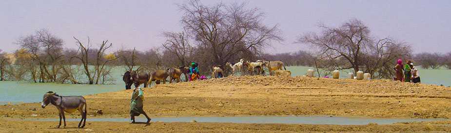Antelopes in Chad