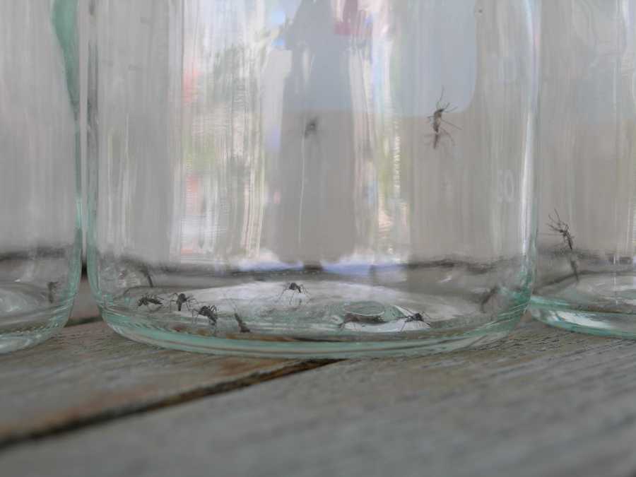 Catching mosquitoes in Haiti.