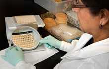 Un técnico de laboratorio observando microdilución en caldo de agentes antimicóticos múltiples. Un técnico de laboratorio observando microdilución en caldo de agentes antimicóticos múltiples.