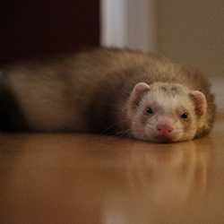 Ferret laying on the floor.