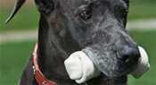 Dog eating a bone