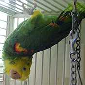 Parrot hanging upside-down in a cage.
