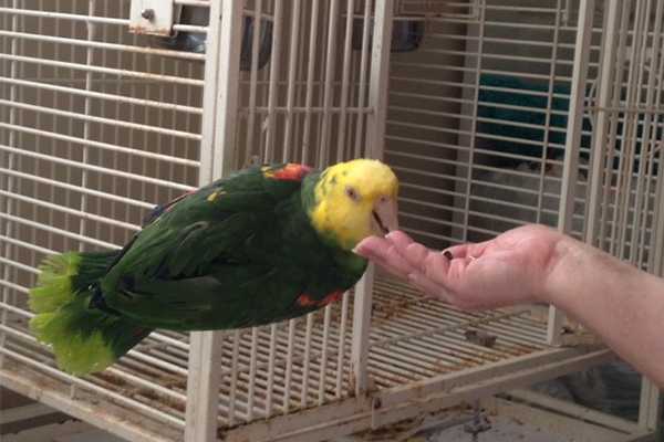 Parrot eating food out of hand.