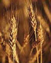 growing wheat