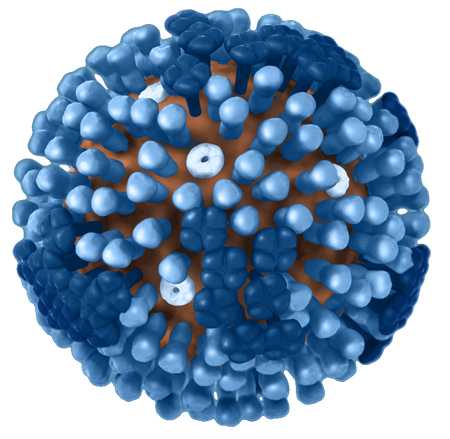 flu virus