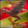 A water frog
