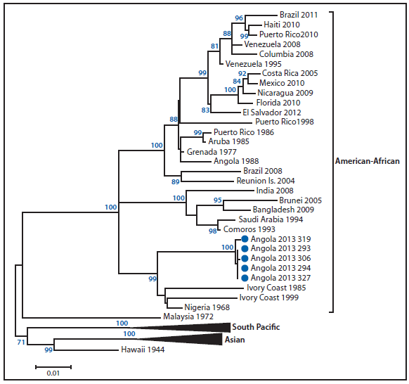 The figure shows a phylogenetic tree depicting the dengue virus-type 1 circulating in Angola in 2013. The tree indicates that the virus currently circulating in Luanda belongs to the American-African lineage, with the closest identified ancestor of the virus isolated from a specimen collected in Nigeria in 1968.