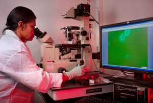 Photo: Specimen analysis for free-living amebas