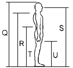 Standing body dimensions Standing body dimensions