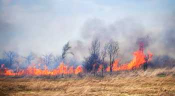 Wildland Fire