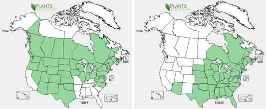 Maps of poison ivy outbreaks