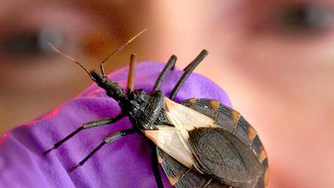kissing bug