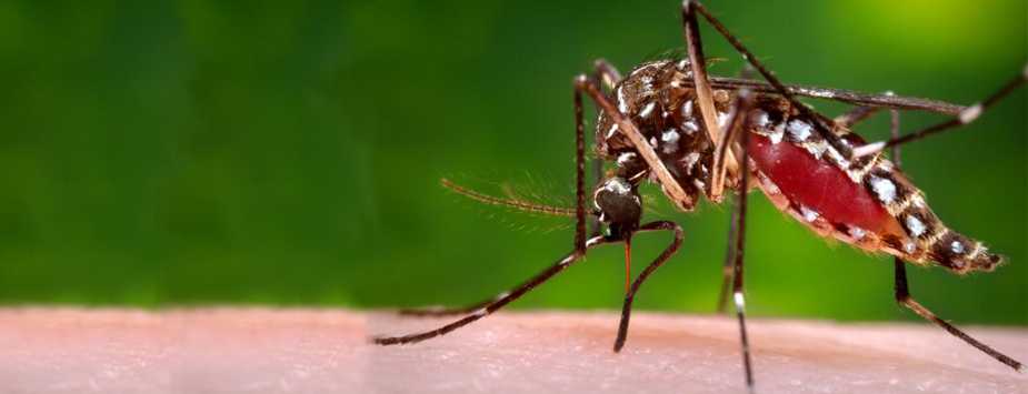 Zika