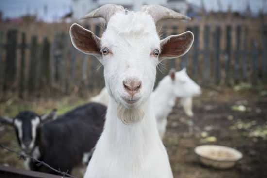 Image of a goat.