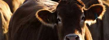 Image of cows.