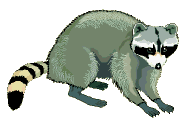 Arrows showing the infectious path of rabies virus in a raccoon