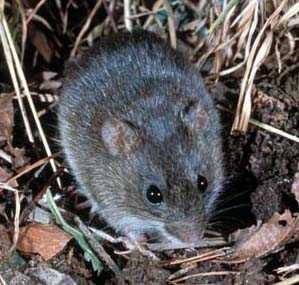 Rice rat