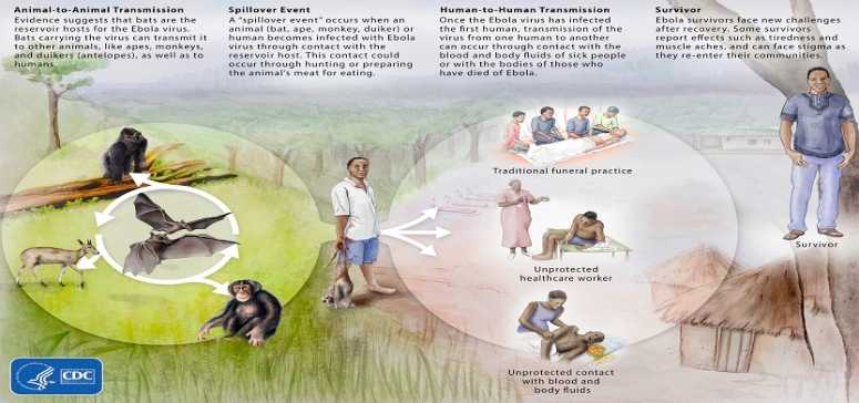 Ebolavirus Ecology