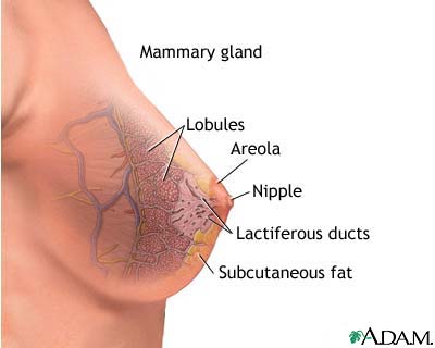 Mammary gland Mammary gland