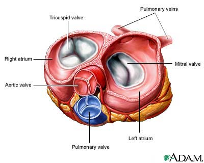 Heart valves - superior view Heart valves - superior view