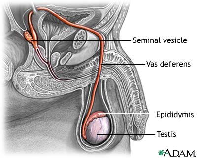 Pathway of sperm Pathway of sperm